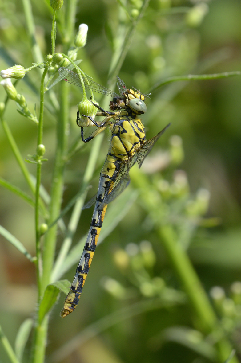 Onychogomphus fem. che preda ceriagrion tenellum